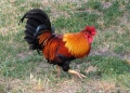 kakas