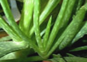 aloe_ferox_aloe_barbadensis-2
