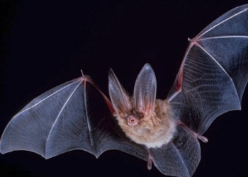 big-eared-townsend-fledermaus