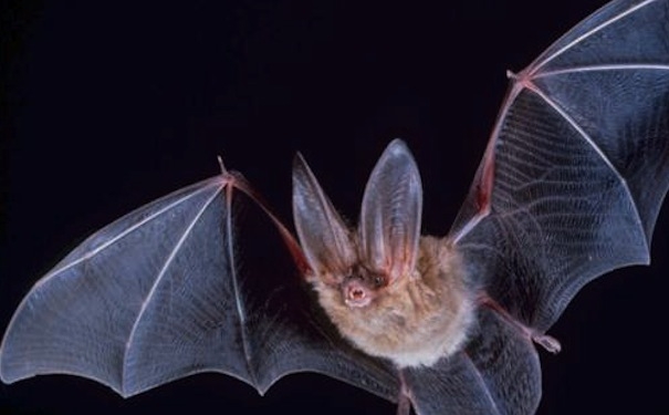 big-eared-townsend-fledermaus