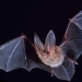big-eared-townsend-fledermaus