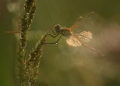 szitakoto