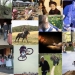 collage2