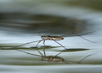 kat4_rcsa_lagyhullamokon1