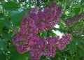 20130429560