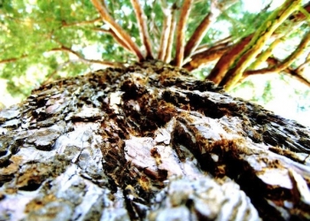 subicz_reka_mamutfeny-1