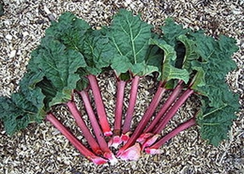 260px-rheum_rhabarbarum