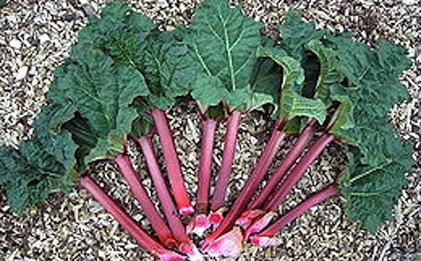 260px-rheum_rhabarbarum