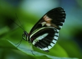 papilio-44882_1920_1