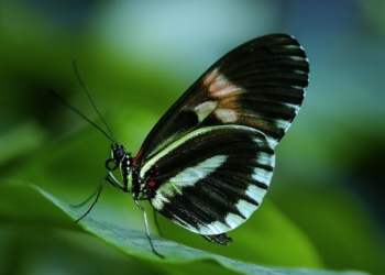 papilio-44882_1920_1