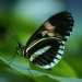 papilio-44882_1920_1