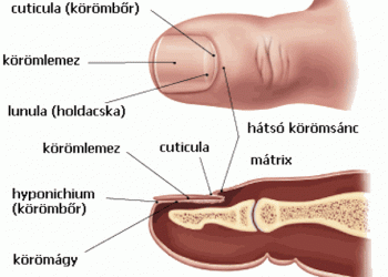 a_korom_anatomiaja