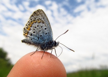 gyermeknapinyalakodas20130525janossybalazs