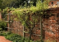 espalier-60827_640