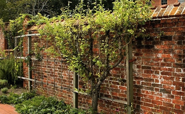 espalier-60827_640