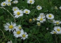 asterales_-_bellis_perennis_-_kew_1