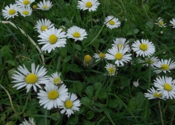 asterales_-_bellis_perennis_-_kew_1