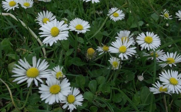 asterales_-_bellis_perennis_-_kew_1