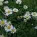 asterales_-_bellis_perennis_-_kew_1