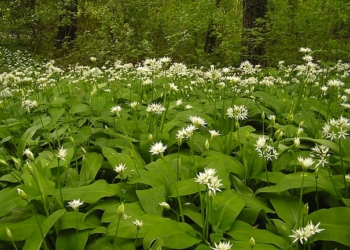 800px-allium_ursinum_mde_2