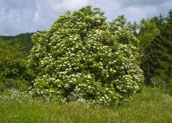 sambucus_nigra_004_fkep