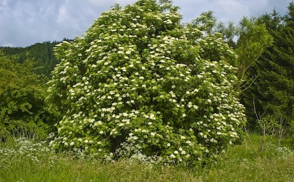 sambucus_nigra_004_fkep