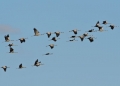 common_crane_spain