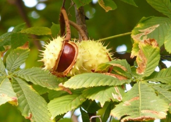 chestnut-60345_640