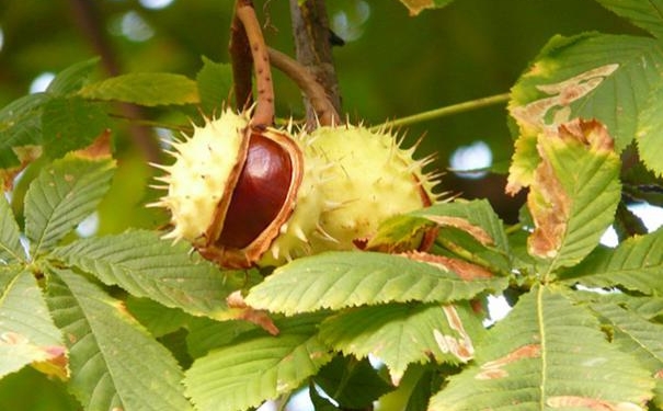 chestnut-60345_640