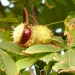 chestnut-60345_640