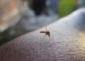 mosquito-2566773_640