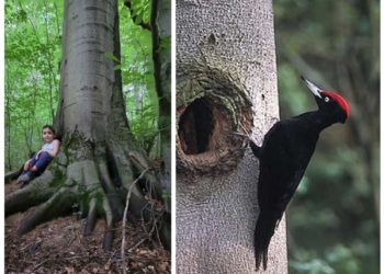 Veszélyben a Budakeszierdő bükk fái? Pénteken egyeztet városunk polgármestere a Pilisi Parkerdő Zrt. illetékes vezetőivel