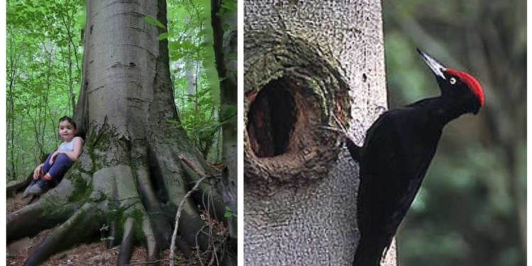 Veszélyben a Budakeszierdő bükk fái? Pénteken egyeztet városunk polgármestere a Pilisi Parkerdő Zrt. illetékes vezetőivel
