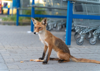 Róka Budakeszin a Tesco előtt, szemtől szembe
