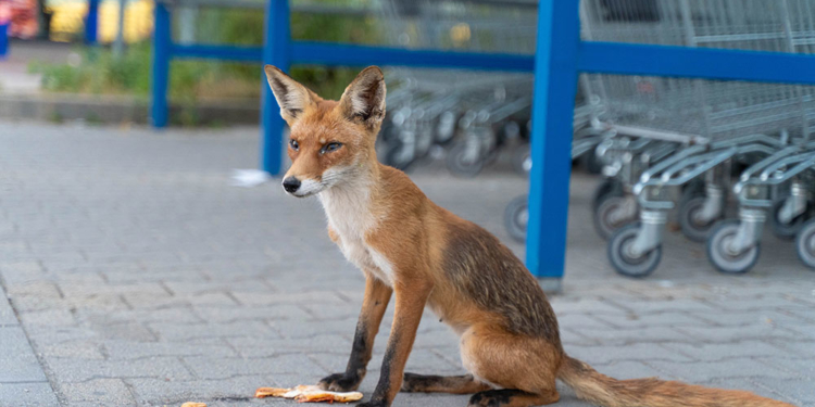 Róka Budakeszin a Tesco előtt, szemtől szembe