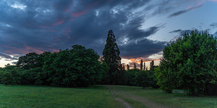 Budakeszi mamutfenyők. Naplemente után, fekete felhőkbe burkolózva