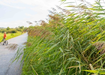 Úton. Budakeszi Bodzás árok felé