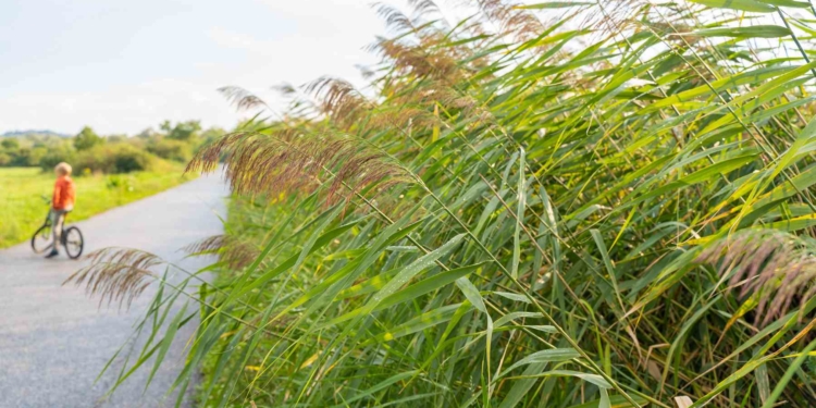 Úton. Budakeszi Bodzás árok felé