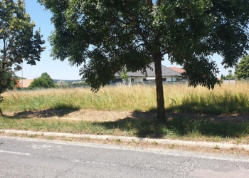 Tűzveszélyes terület Budakeszin, a Márity utcában. A magasra nőtt, száraz fű hatalmas veszélyt jelent a környéken